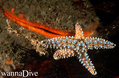 scuba diving photo