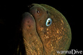 scuba diving photo