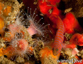 scuba diving photo