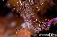 scuba diving photo