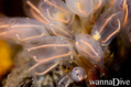 scuba diving photo