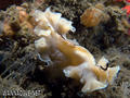 scuba diving photo