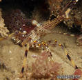 scuba diving photo