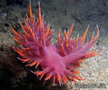 scuba diving photo