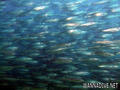scuba diving photo