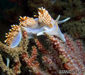scuba diving photo