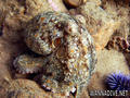 scuba diving photo