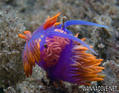 scuba diving photo