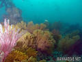 scuba diving photo