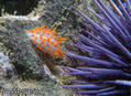 scuba diving photo