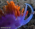 scuba diving photo