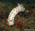 scuba diving photo