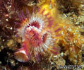 scuba diving photo