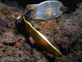 scuba diving photo