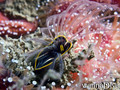 scuba diving photo