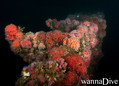 scuba diving photo