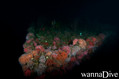 scuba diving photo