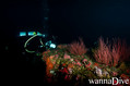 scuba diving photo