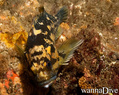 scuba diving photo