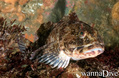 scuba diving photo