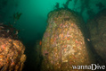 scuba diving photo