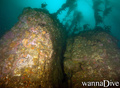 scuba diving photo