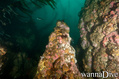 scuba diving photo