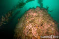 scuba diving photo