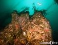 scuba diving photo