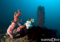 scuba diving photo