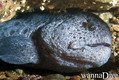 scuba diving photo