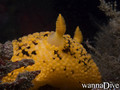 scuba diving photo