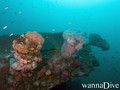 scuba diving photo