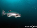 scuba diving photo