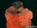 scuba diving photo