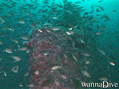 scuba diving photo