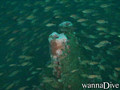 scuba diving photo