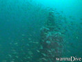 scuba diving photo