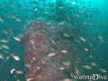 scuba diving photo