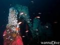 scuba diving photo