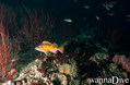 scuba diving photo