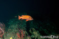 scuba diving photo