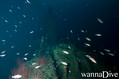 scuba diving photo
