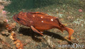 scuba diving photo