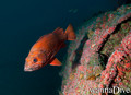 scuba diving photo