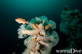 scuba diving photo