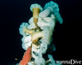 scuba diving photo