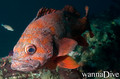 scuba diving photo