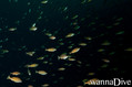 scuba diving photo
