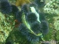 scuba diving photo